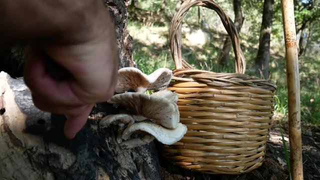 Cyclocybe aegerita, Agrocybe aegerita, Pholiota aegerita, man collects poplar mushroom,  an excellent edible fungus. Mushrooming, looking for wild fungus. Picking Mushrooms in the woods