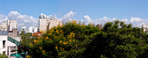 Obraz premium Ibira Pita tree flourished between buildings and clouds in the autumn of Buenos Aires city. 
