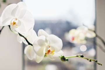 Close-up of white orchid by the window. Home flowers