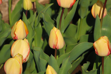 Field of tulips red, violet, white, yellow, purple, blue pink colors, screensaver or wallpaper. Blooming colorful tulip flowers in garden as floral background