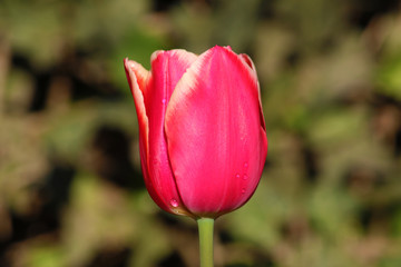 Field of tulips red, violet, white, yellow, purple, blue pink colors, screensaver or wallpaper. Blooming colorful tulip flowers in garden as floral background