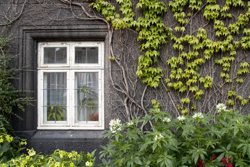 Fototapeta na wymiar Leaves on old wall and window
