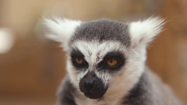 Portrait of a cute ring tailed Lemur eating, Lemur Catta .