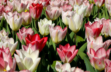 Field of tulips red, violet, white, yellow, purple, blue pink colors, screensaver or wallpaper. Blooming colorful tulip flowers in garden as floral background