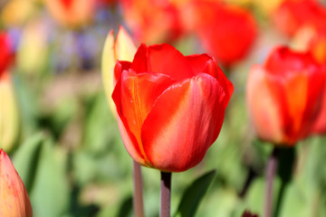 Field of tulips red, violet, white, yellow, purple, blue pink colors, screensaver or wallpaper. Blooming colorful tulip flowers in garden as floral background
