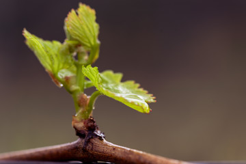 water on grapevine young leaves 