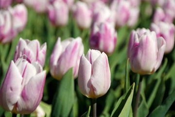 Field of tulips red, violet, white, yellow, purple, blue pink colors, screensaver or wallpaper. Blooming colorful tulip flowers in garden as floral background