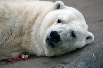 Polar bear sleeping, face close-up