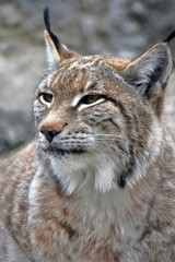 Lynx lynx portrait