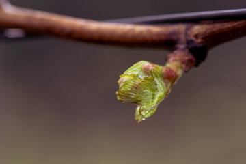 raindrop on grapevine bud sprouts