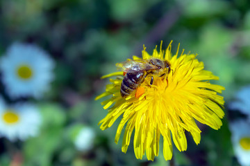 Honey bee covered with yellow pollen, drink nectar from yellow flowers and pollinating them. Hairs on Bee are covered in yellow pollen as are it's legs.