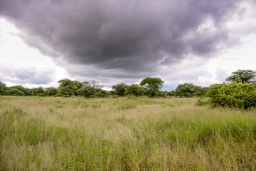 Landscape in Manyara national park