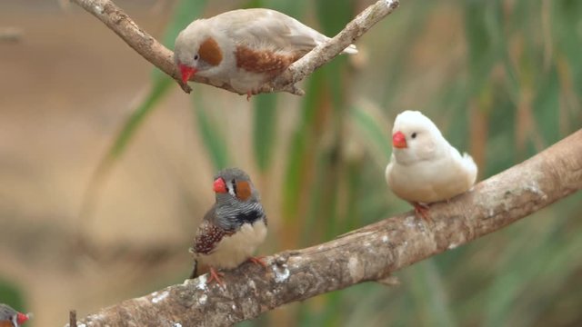Small Cute birds, finchs birds on the tree branch. 4k clip .