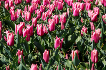 Field of tulips red, violet, white, yellow, purple, blue pink colors, screensaver or wallpaper. Blooming colorful tulip flowers in garden as floral background