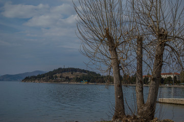 Fototapeta premium Odd looking tree on a beach in front of a turquoise lake