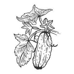 Cucumber vegetable plant on branch sketch engraving vector illustration. Scratch board style imitation. Hand drawn image.
