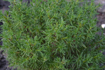 Grünes Heiligenkraut, Santolina 