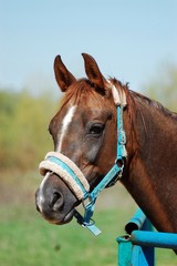 Portrait of a mare in the summer