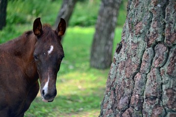 Obraz premium Little foal in the forest