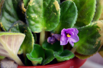 Green flowers