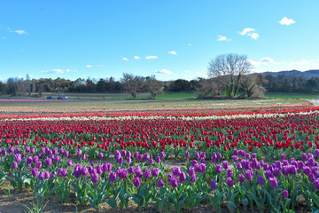 field of tulips in Provence, France