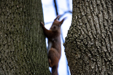 A squirrel peeks out between two tree trunks, out of focus.