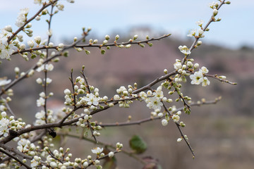 flowers in spring