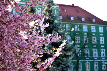 Szczecin - spring accents on the background of old Szczecin buildings. - obrazy, fototapety, plakaty