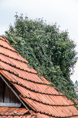 Fototapeta na wymiar Bemoostes und zugewachsenes Dach am Altbau