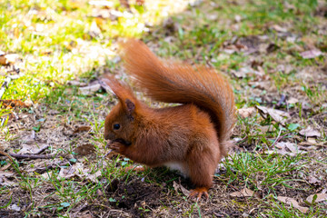 Beautiful squirrel with a bushy tail sits in the park and eats a nut.