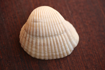 seashell on the dark wood background