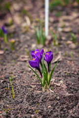First tender violet crocus, saffron, delicate wild primroses. Concept of the first spring plants, seasons, weather. Spring