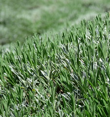 Lavendel - Pflanze im Frühjahr