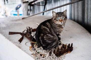 Chat tigré européen