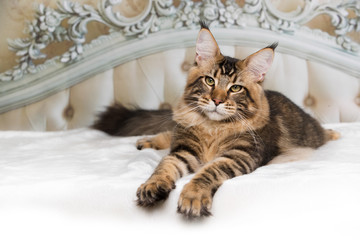 Maine Coon cat lying on the bed