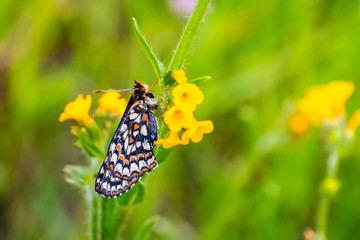 Close up of Bay Checkerspot butterfly (Euphydryas editha bayensis) ; classified as a federally threatened species, south San Francisco Bay area, San Jose, California