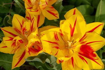 Pflanzen Farben Blumen Blüten 2019