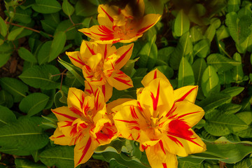 Pflanzen Farben Blumen Blüten 2019