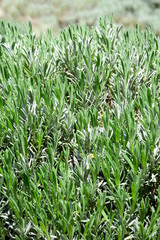 Lavendel - grüne Blätter ohne Blüten