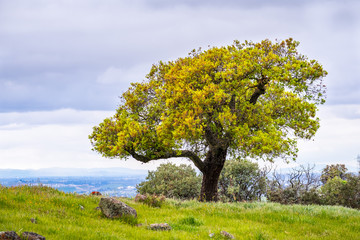 Live oak tree on a hill, south San Francisco bay area, San Jose, California