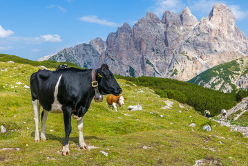 Fototapeta na wymiar Black piebald cow on the mountain slope