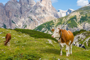 Fototapeta na wymiar Cows grazing in alpine mountains