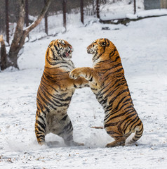 Fototapeta na wymiar Siberian (Amur) tiger in a jump catches its prey. Very dynamic shot. China. Harbin. Mudanjiang province. Hengdaohezi park. Siberian Tiger Park. Winter. Hard frost. (Panthera tgris altaica)