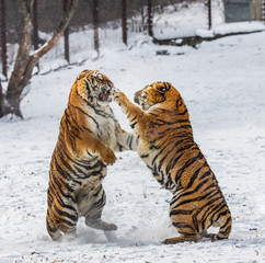 Siberian (Amur) tiger in a jump catches its prey. Very dynamic shot. China. Harbin. Mudanjiang province. Hengdaohezi park. Siberian Tiger Park. Winter. Hard frost. (Panthera tgris altaica)