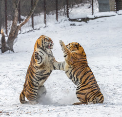 Siberian (Amur) tiger in a jump catches its prey. Very dynamic shot. China. Harbin. Mudanjiang province. Hengdaohezi park. Siberian Tiger Park. Winter. Hard frost. (Panthera tgris altaica)