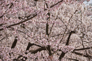 Peak bloom on the Cherry Blossom trees around the Tidal Basin during the 2019 Washington DC Cherry Blossom Festival in Pinks and whites