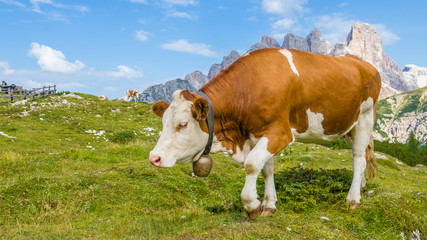 Naklejka na ściany i meble Beautiful piebald free range brown cow in mountain landscape, close-up