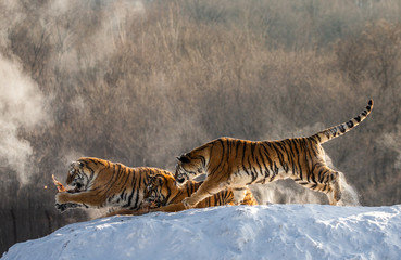 Obraz premium Siberian (Amur) tigers in a snowy glade catch their prey. Very dynamic shot. China. Harbin. Mudanjiang province. Hengdaohezi park. Siberian Tiger Park. Winter. Hard frost. (Panthera tgris altaica)