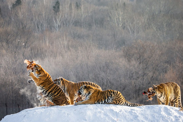 Fototapeta premium Siberian (Amur) tigers in a snowy glade catch their prey. Very dynamic shot. China. Harbin. Mudanjiang province. Hengdaohezi park. Siberian Tiger Park. Winter. Hard frost. (Panthera tgris altaica)