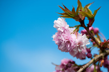 Cherry blossom - spring time